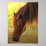 Shackleford Pony Poster
