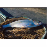 Shad In Net photo sculptures
