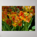 Shade of Orange, Green and Yellow Tulips Posters