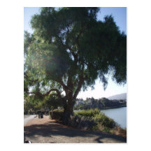 Shade tree postcards
