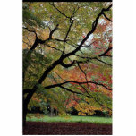 Shades of Autumn, Westonbirt Arboretum Acrylic Cut Outs