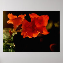 Shadow Dancing on a Summer Night Print