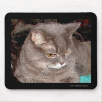 Shadow is a Chartreux Cat