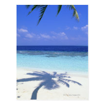 Shadow of Palm Tree Post Card