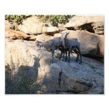 Shadow Play Baby Bighorn Sheep 8x10 Photographic Print