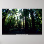 Shadowed grove from the Forest Poster