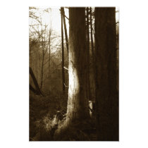 Shadows in the Forest photography