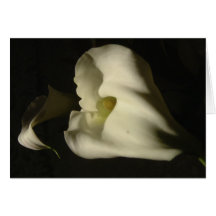 Shadowy Callas Greeting Card