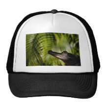 Shady Alligator hat
