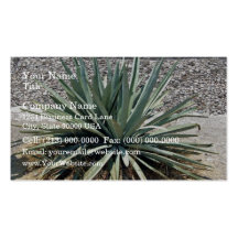 Shady aloe vera on a sunny day business cards