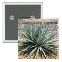 Shady aloe vera on a sunny day pinback buttons