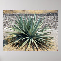 Shady aloe vera on a sunny day poster