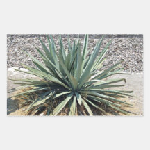Shady aloe vera on a sunny day sticker