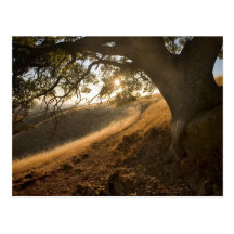 Shady Oak and California Susnet Postcard
