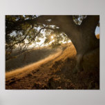 Shady Oak and California Susnet Print