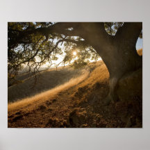 Shady Oak and California Susnet Print