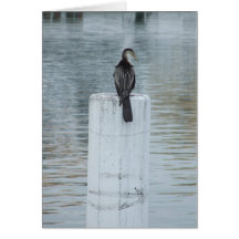 Shag on a Bollard. Greeting Cards