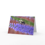 Shaggy Bee cards