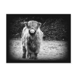 Shaggy Highland Cow Photo (Black & White) Postcard