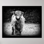 Shaggy Highland Cow Photo (Black & White) Print