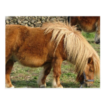 Shaggy Shetland Pony Postcard