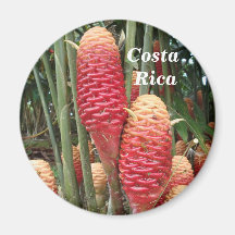 Shampoo Ginger, Costa Rica Fridge Magnets