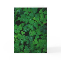 Shamrock Clover Card