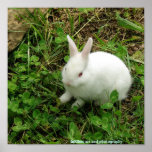 Shamrock Rabbit Posters