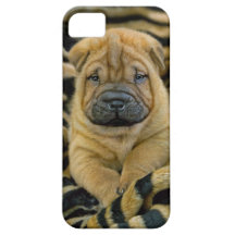 Shar-Pei 4 week old Pup iPhone 5 Cover