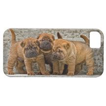 Shar-Pei 4 week Pups in a Line iPhone 5 Covers