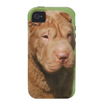 Shar Pei iPhone 4/4S Cover