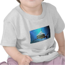 shark-5