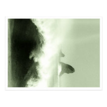 Shark Alley Post Card