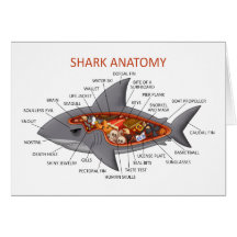 Shark Anatomy Cards