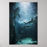 Shark in an aquarium posters