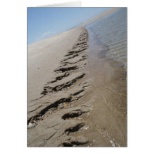 Shark Island  North Carolina Outer Banks Cards