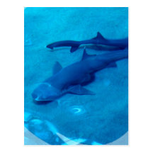Shark Pair Postcard