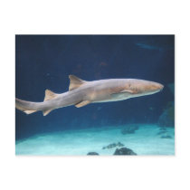 Shark  Postcard