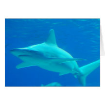 Shark Swimming Greeting Card