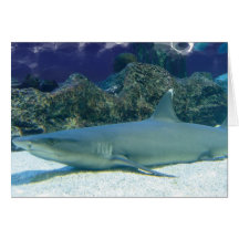 Sharks in Coral Reef Greeting Card