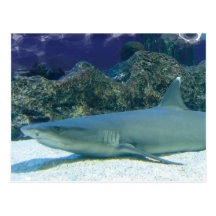 Sharks in Coral Reef Postcard