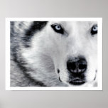 Sharp Eyed Wolf Posters
