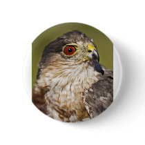 Sharp-shinned Hawk Pins