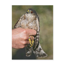 Sharp-shinned Hawk Postcards