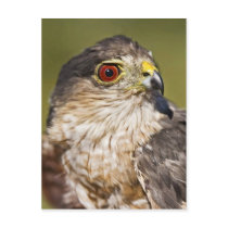 Sharp-shinned Hawk Postcards
