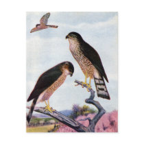 Sharp-shinned Hawks Post Cards