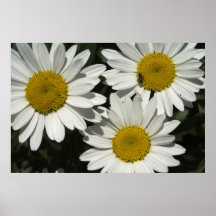 Shasta Daisies  11 Print