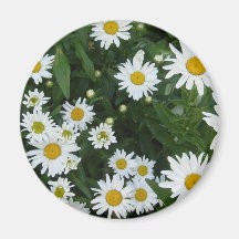 Shasta Daisies 3 Fridge Magnets