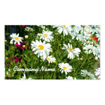 Shasta Daisies business cards