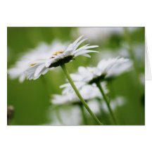Shasta Daisies Cards